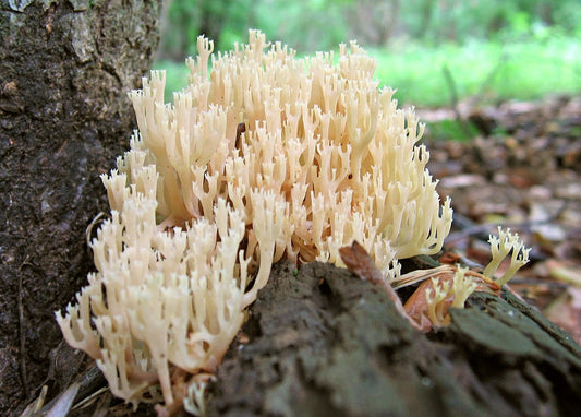 Crown Tipped Coral Mushroom