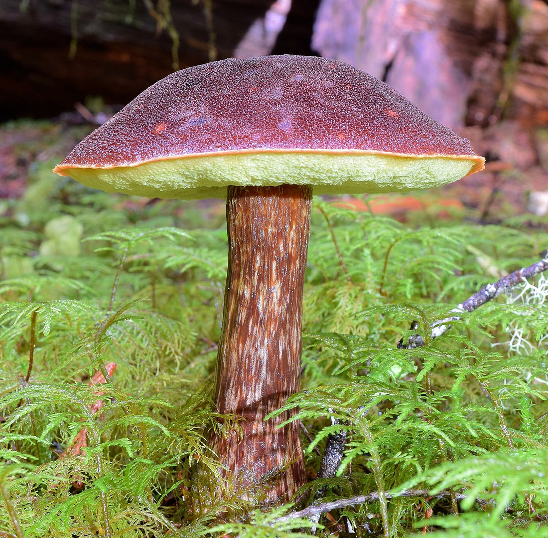 Discover Belle's Inspiration: The Admirable Bolete Mushroom