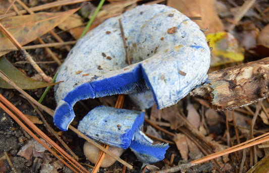 Lactarius indigo Mushroom