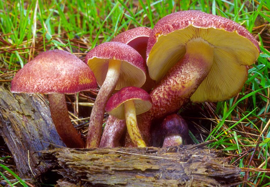 Tricholomopsis rutilans Plum and Custard Mushroom