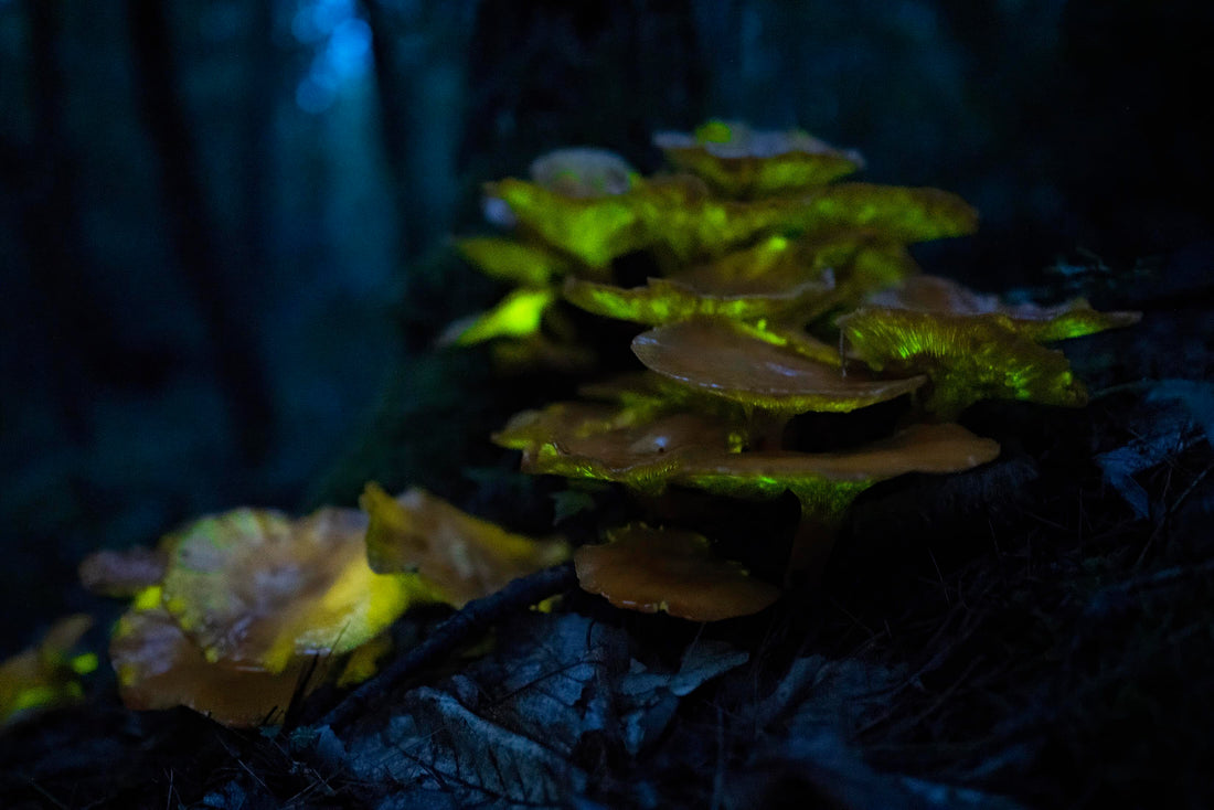 Omphalotus Illudens Jack o Lantern Mushroom Glow