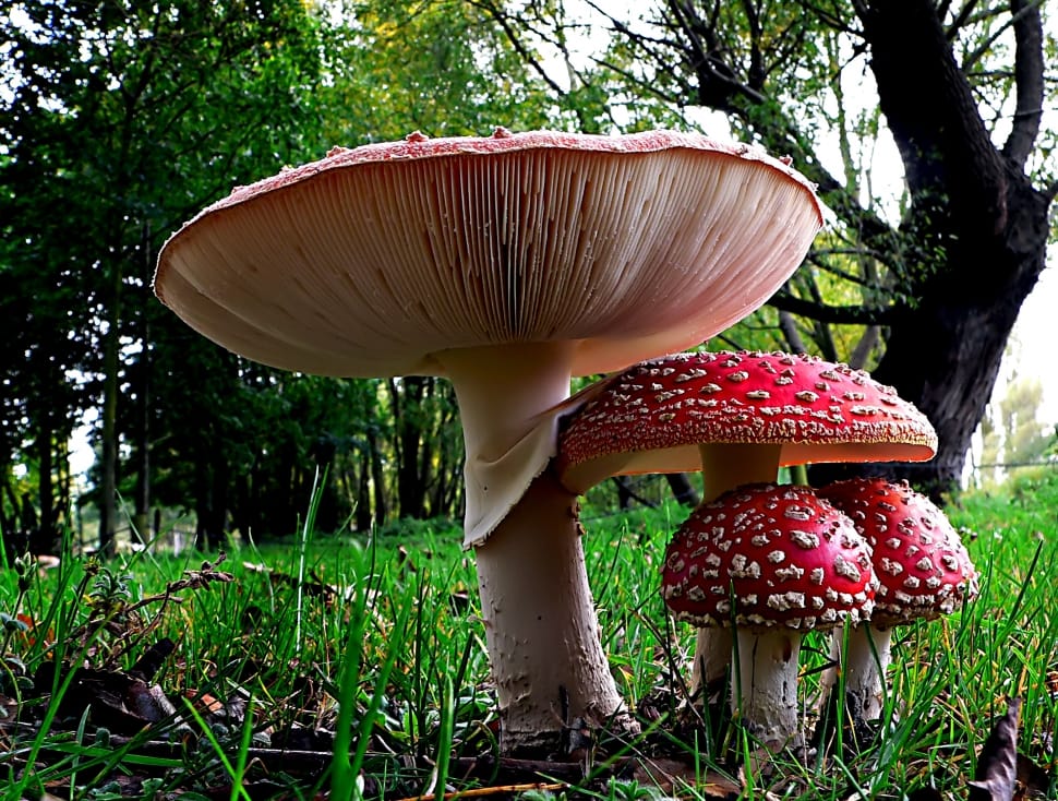 Amanita muscaria, commonly known as the fly agaric or fly amanita