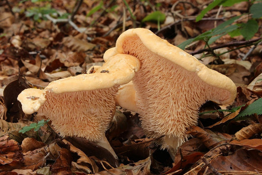 Hydnum repandum Hedgehog Mushroom