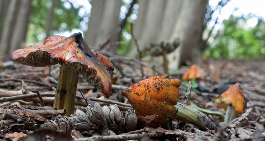 The orange Witch's Cap mushroom on the forest floor, blackening at the outer edges.