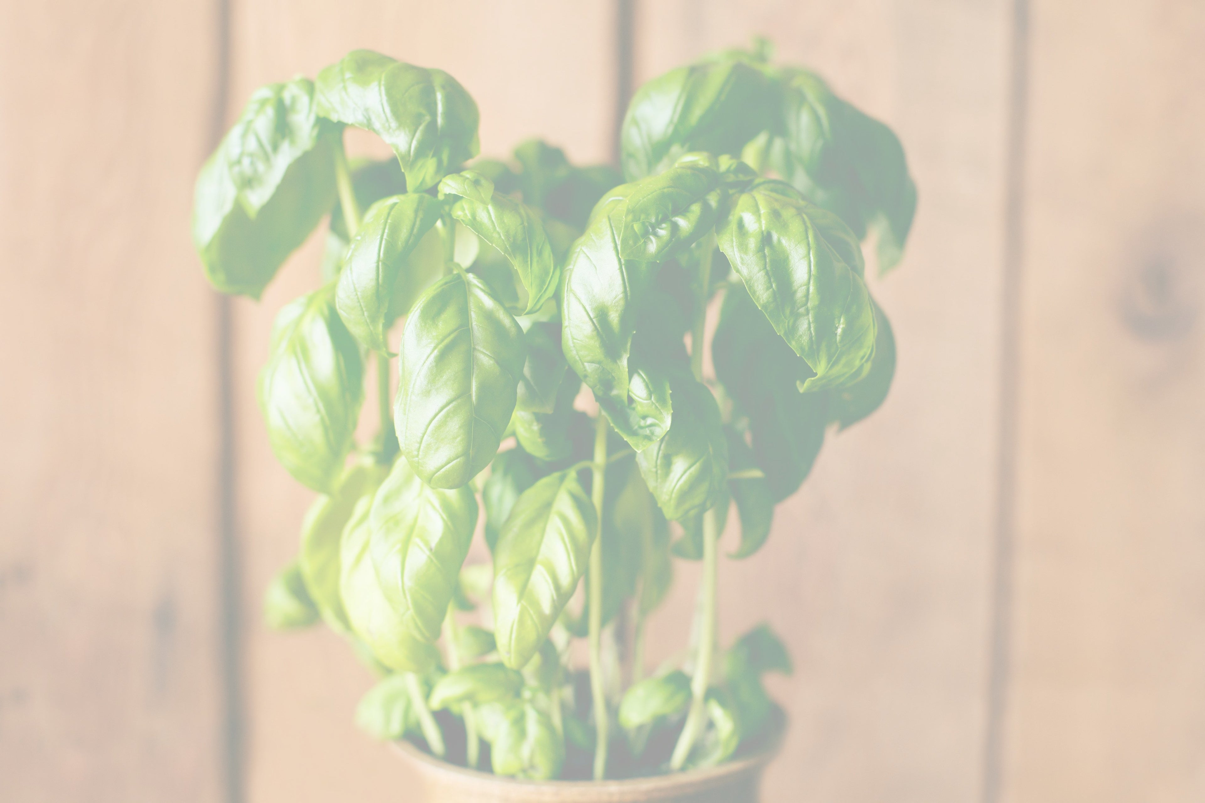 Fresh Basil plant