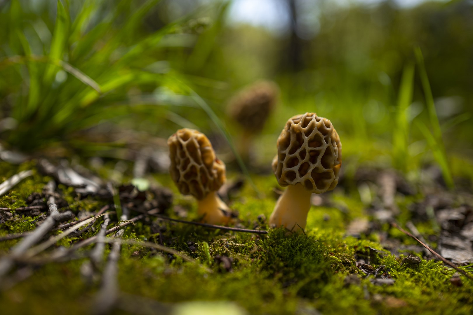 Morel Mushrooms growing from a mossy forest floor