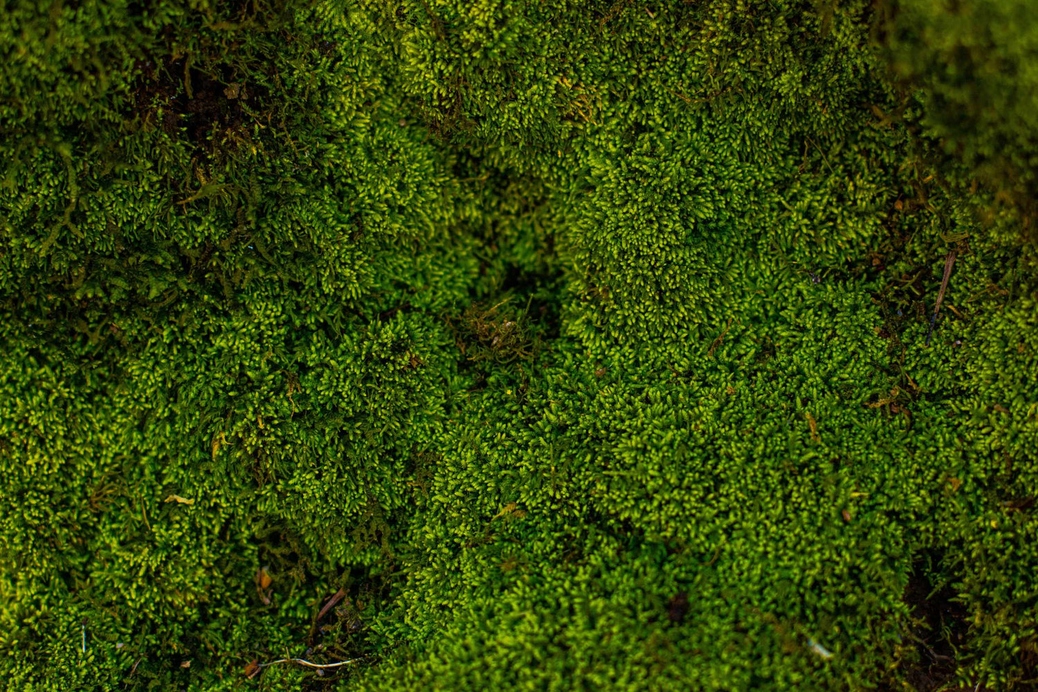 Moss texture background